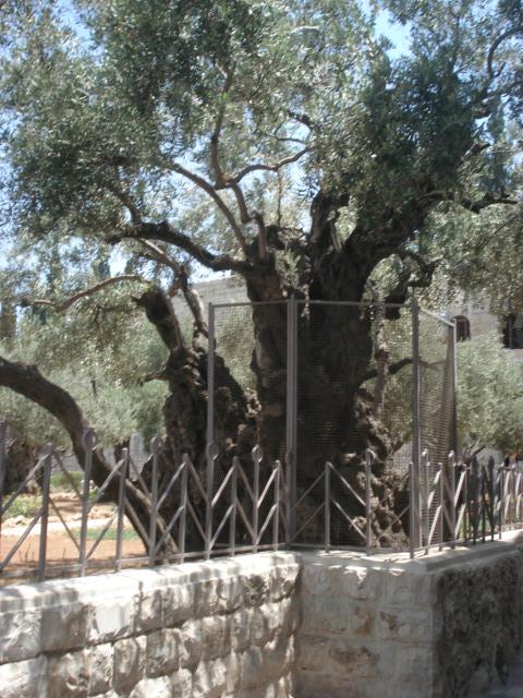 Одна из маслин в Гефсиманском саду. Современница Христа.