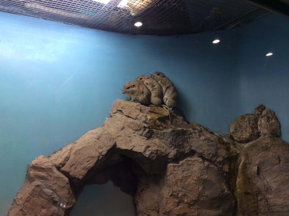 Библейский зоопарк 3