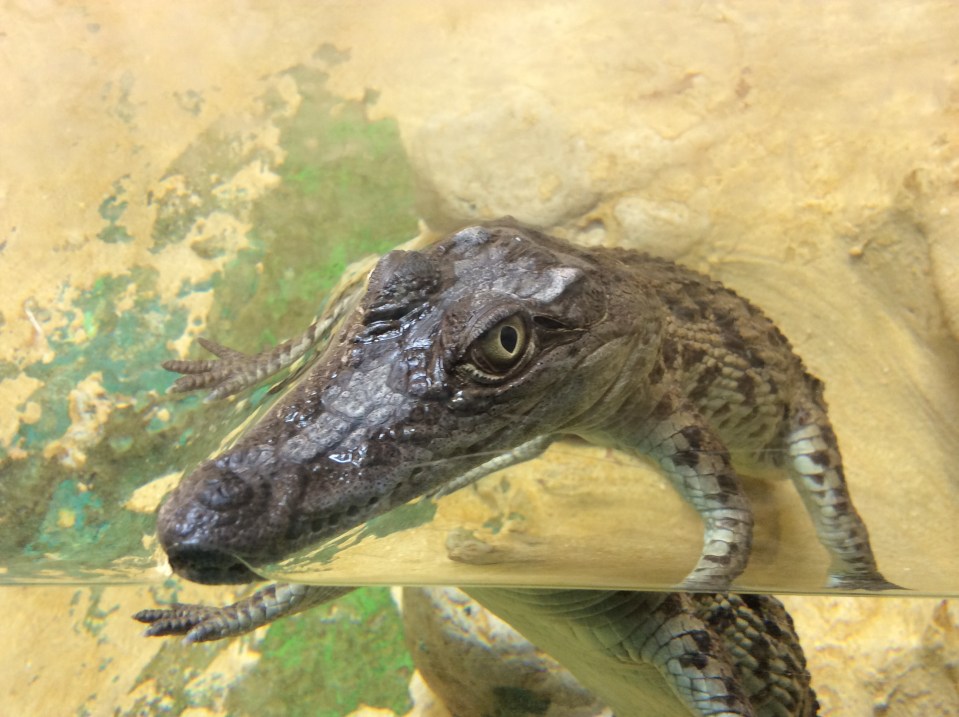 Библейский зоопарк 4