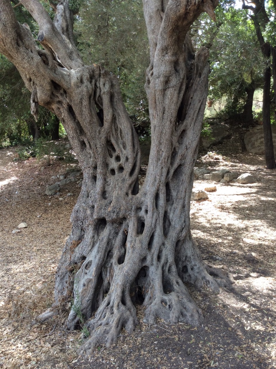 Древнее масличное дерево в Сатафе