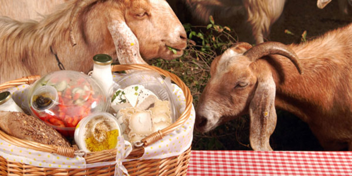 Козья ферма (фото - Инбаль Роз)