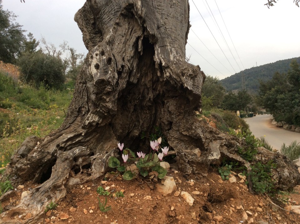 Цикломены в Иудейских горах